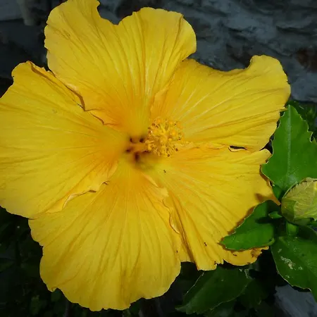 Apartamento Casa Chatelain *