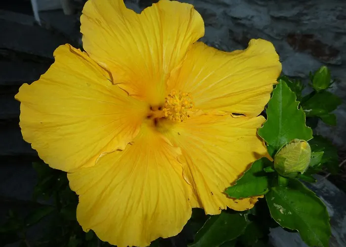 아파트 Casa Chatelain *